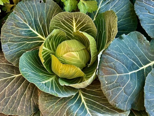 A close-up of a healthy green cabbage growing in a backyard vegetable garden, with large crisp leaves forming a tight central head.