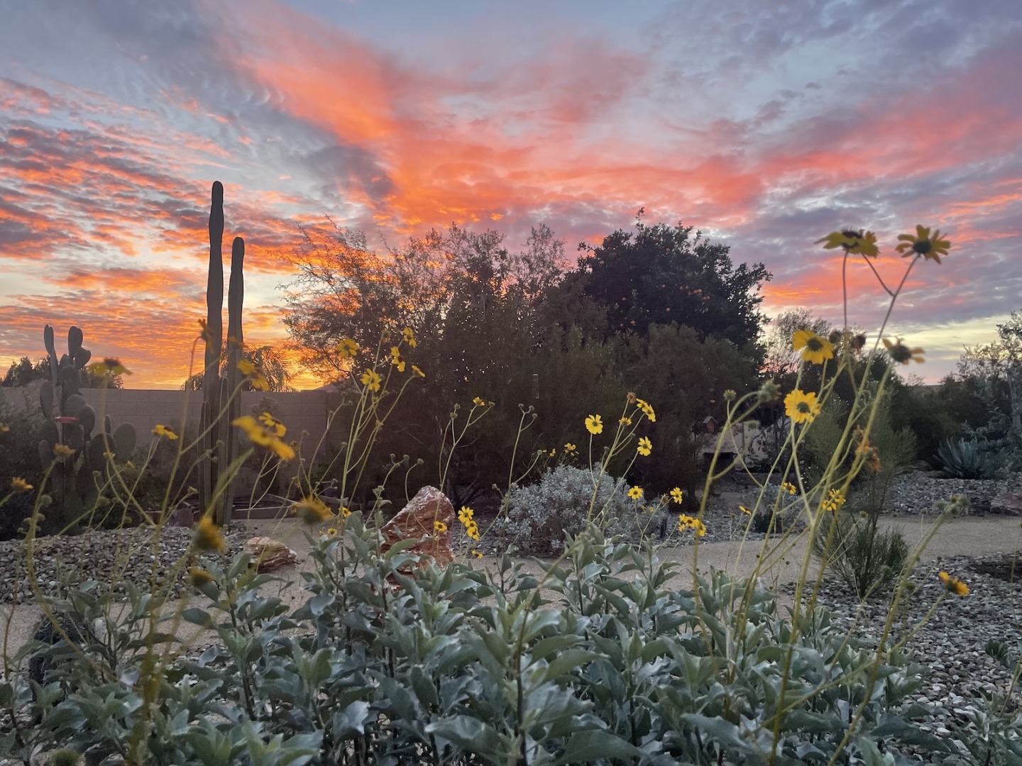 Rewilded Arizona backyard at sunset, with desert marigold flowers, tall cacti, and native plants silhouetted against a vibrant orange and pink sky.