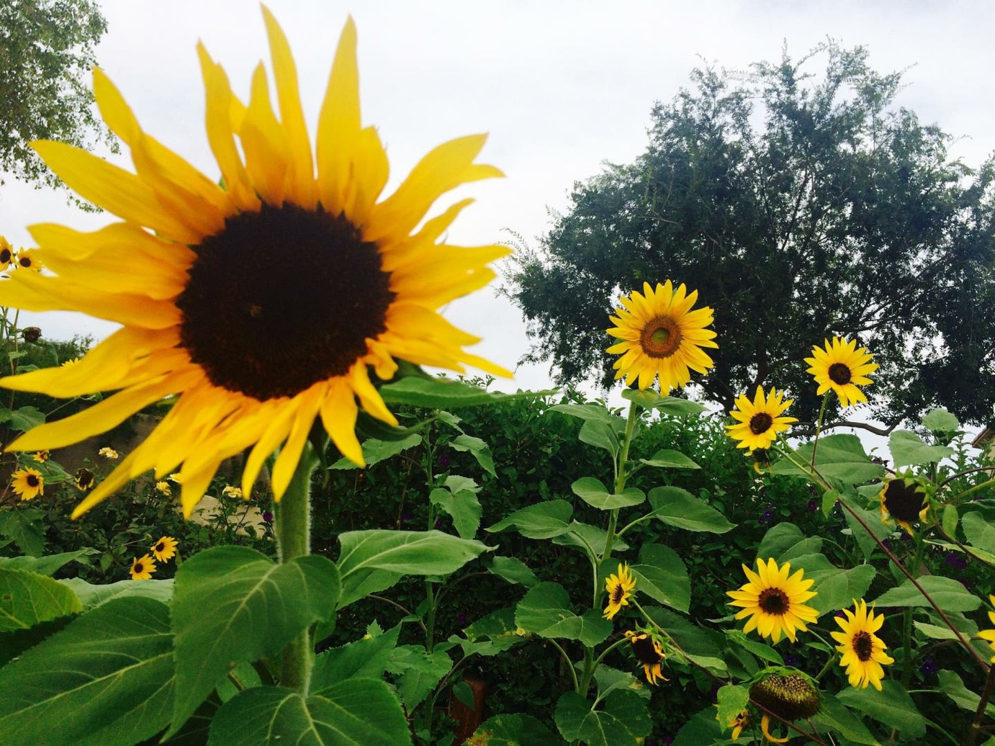 A vibrant garden filled with tall yellow sunflowers, featuring a large sunflower in the foreground and multiple blooms against a backdrop of green foliage and trees.