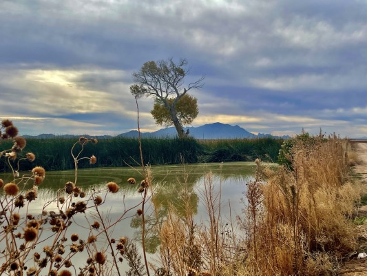 A tranquil desert pond in Pinal County, Arizona, with tall reeds, dry winter plants, and a lone cottonwood tree reflected in the water beneath a cloudy sky and distant mountains.